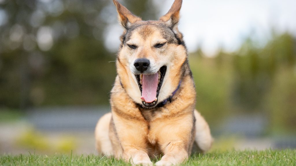 Perro bostezando